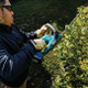 Makita DUH606RT 18V LXT Brushless 24" Hedge Trimmer, 5.0Ah x1Kit